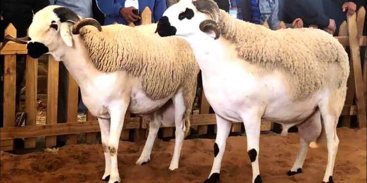 المغرب يستورد 13 ألف رأس من الأغنام الرومانية