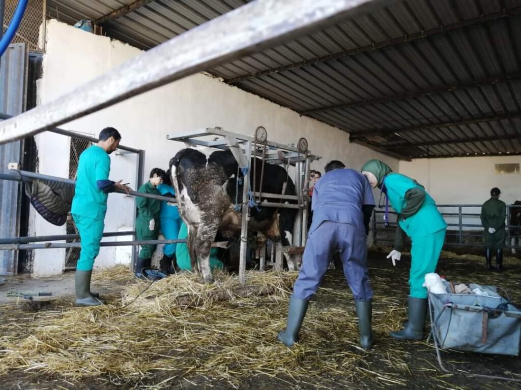 مطالب بتفعيل مبدأ المساواة لفائدة الأساتذة البياطرة الباحثين